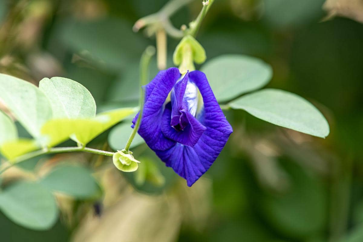 ilustrasi clitoria ternatea
