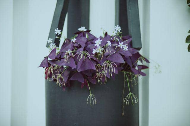 ilustrasi oxalis triangularis
