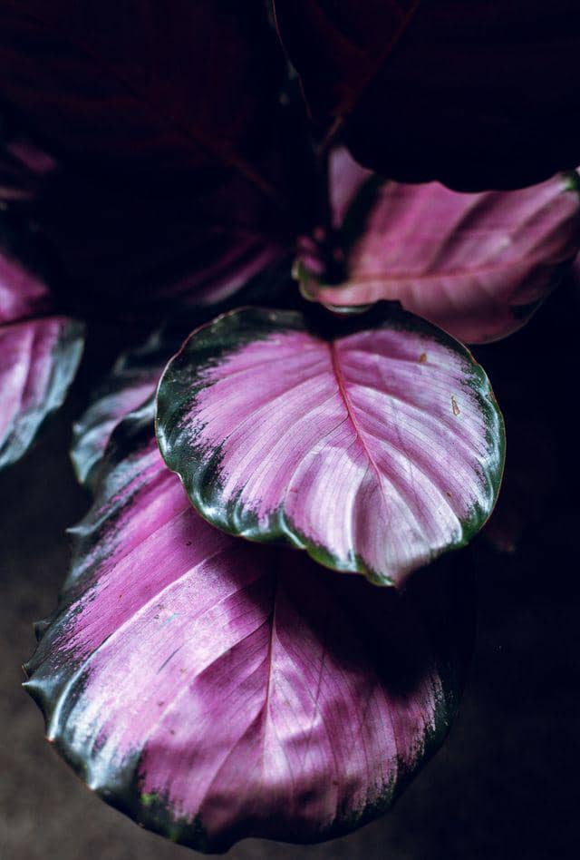 ilustrasi calathea roseopicta