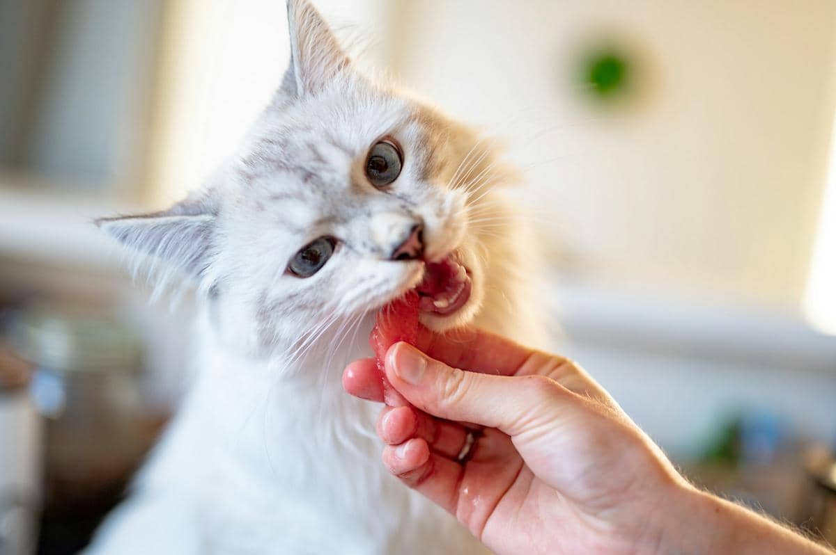 Kucing Bisa Alergi terhadap Pemiliknya? Kenali Pemicunya, Yuk!