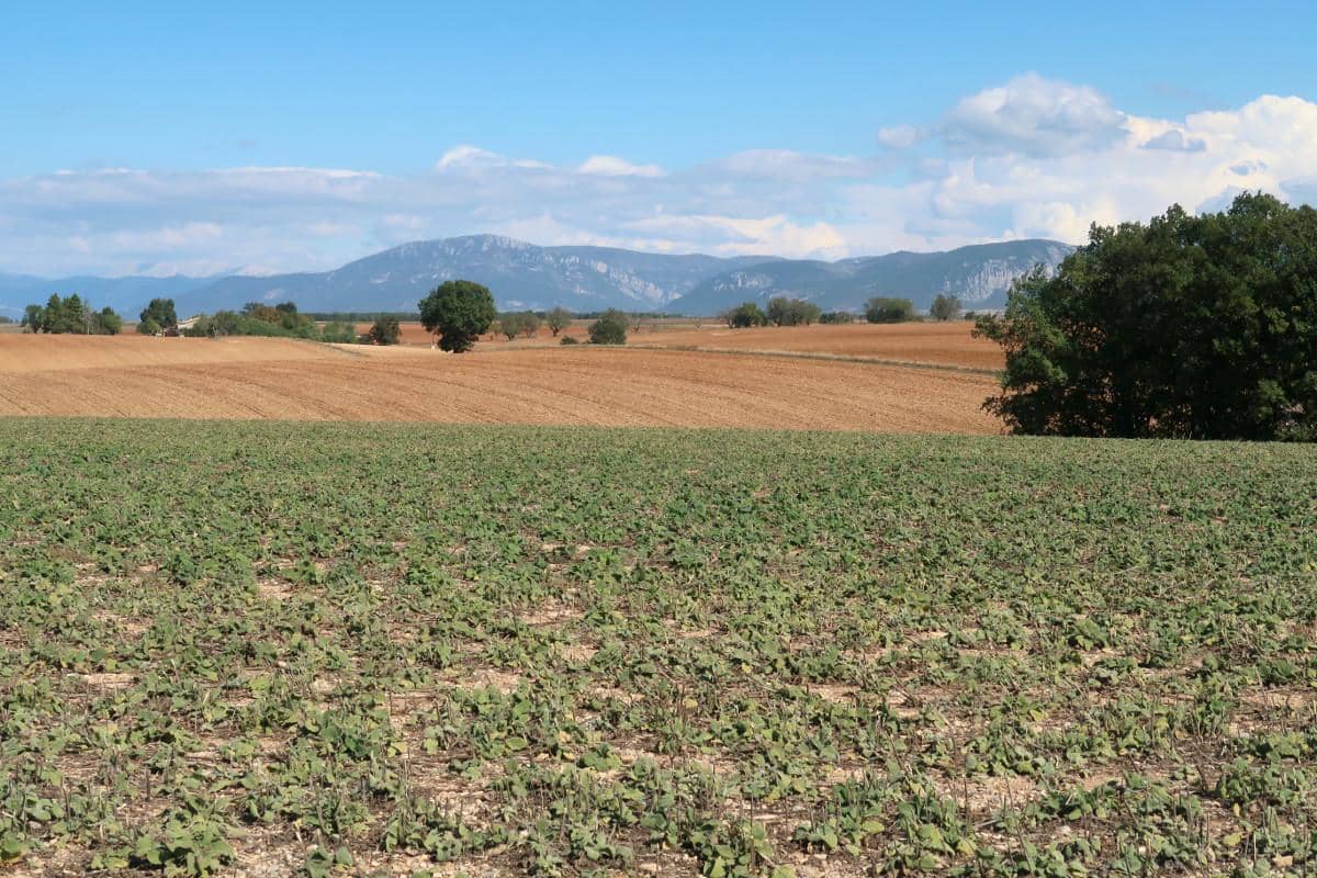 Plateau de Valensole