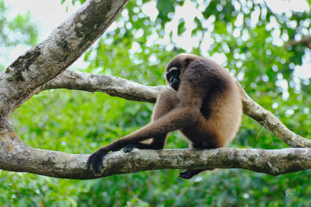Seekor owa Kalimantan berbulu cokelat keabu-abuan tanpa ekor sedang duduk meringkuk di atas dahan pohon besar.