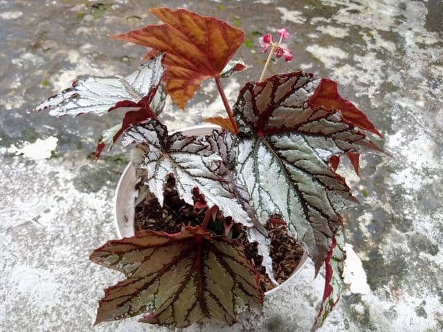 ilustrasi begonia merah