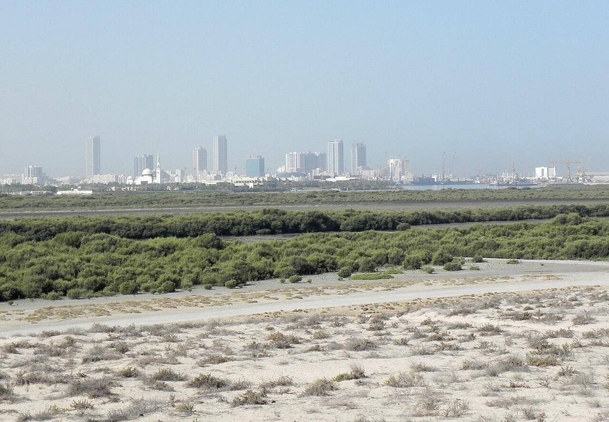 potret mangrove Umm Al Quwain