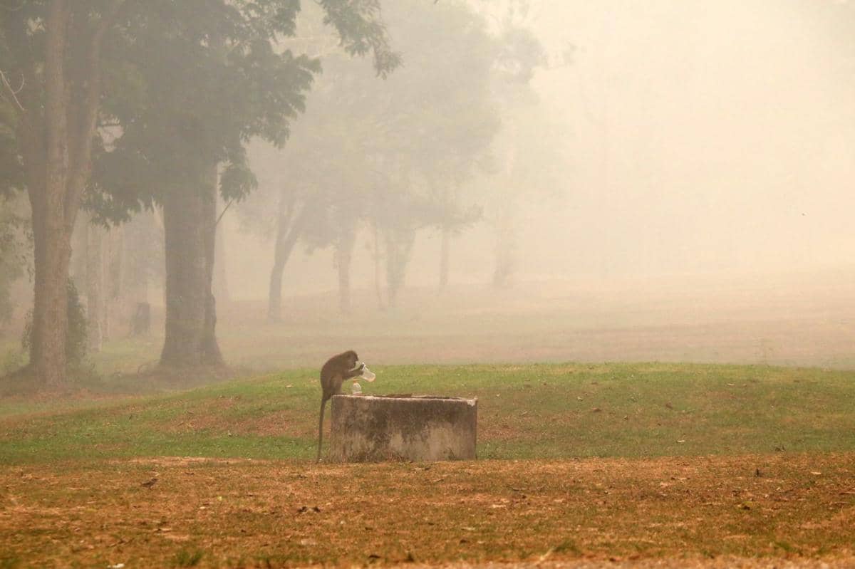 Seekor monyet jenis makaka sedang mencari minum di tengah kabut asap pekat akibat kebakaran hutan dan lahan di wilayah tersebut, di Palangka