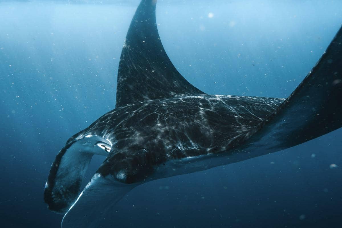 ilustrasi pari manta