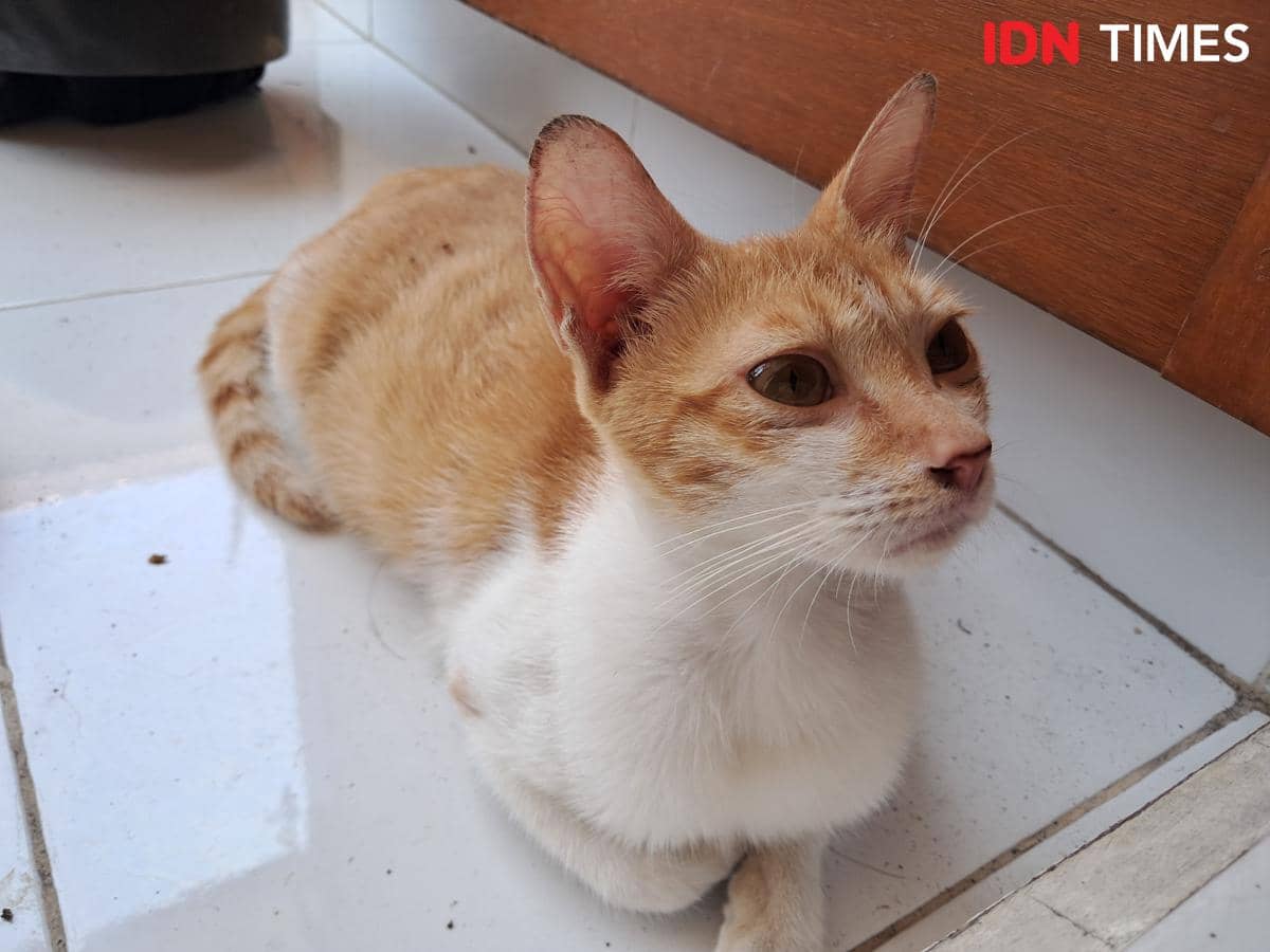 Bolehkah Kucing Makan Durian, Ini Faktanya!