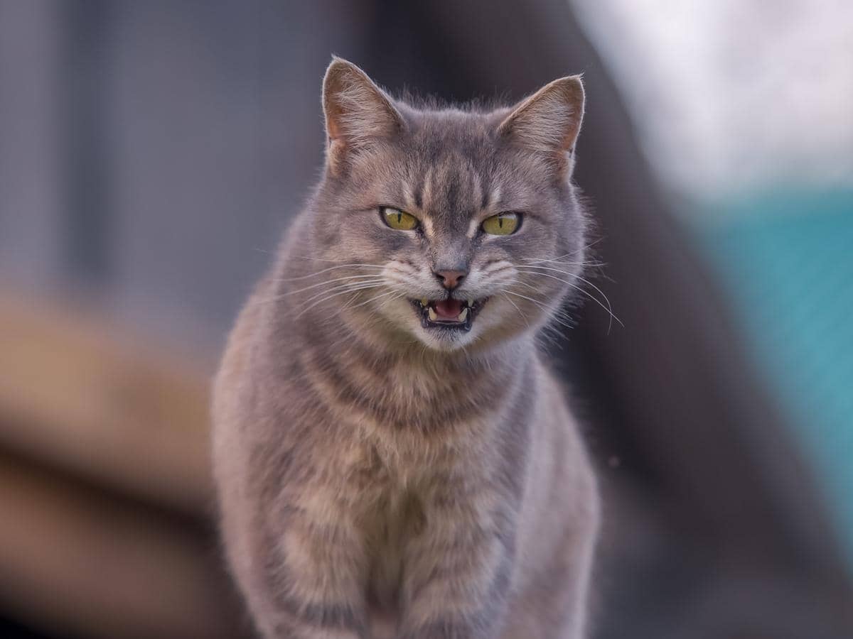 benarkah menabrak kucing bisa membawa sial