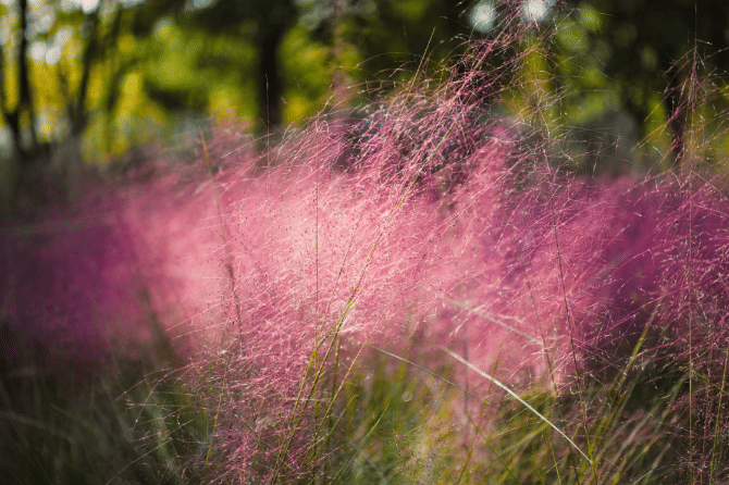 ilustrasi rumput muhly merah muda