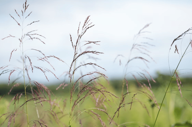 ilustrasi switchgrass