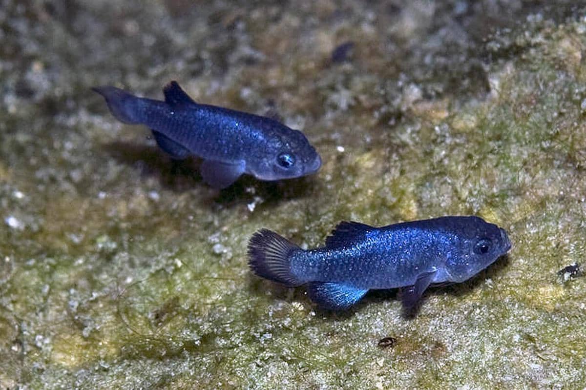 Devils Hole pupfish