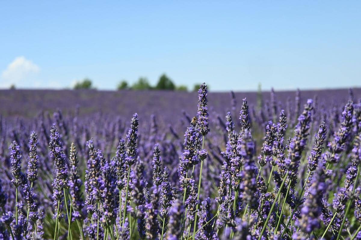 tanaman lavender dan lavandin dimanfaatkan untuk membuat produk lokal