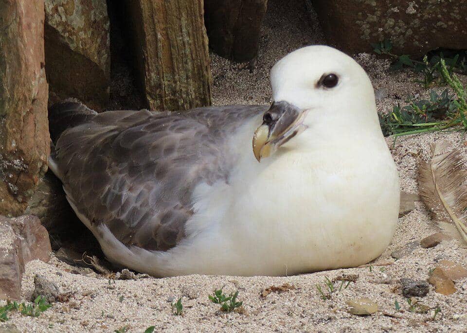 Burung Fulmarus glacialis