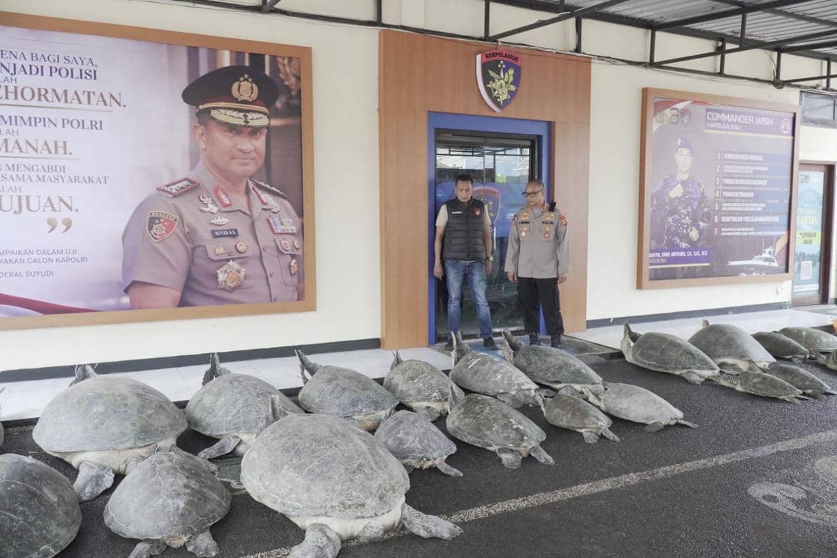 20 Penyu Hijau Diselundupkan di Bali, Perahu Kosong Tinggalkan Jejak