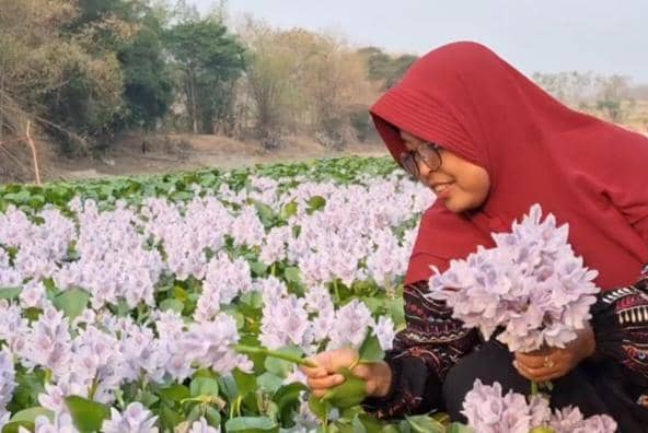 Bengawan Solo di Ngawi Berubah Jadi Hamparan Bunga Sepanjang 1 Kilometer