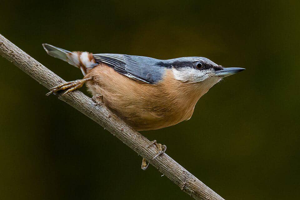 5 Fakta Menarik Eurasian Nuthatch, Burung dengan Gaya Jalan Unik