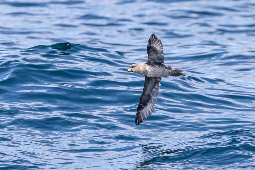 Burung Fulmarus glacialis