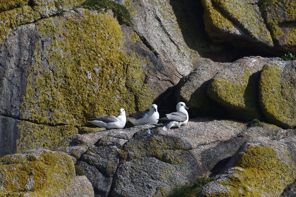Burung Fulmarus glacialis