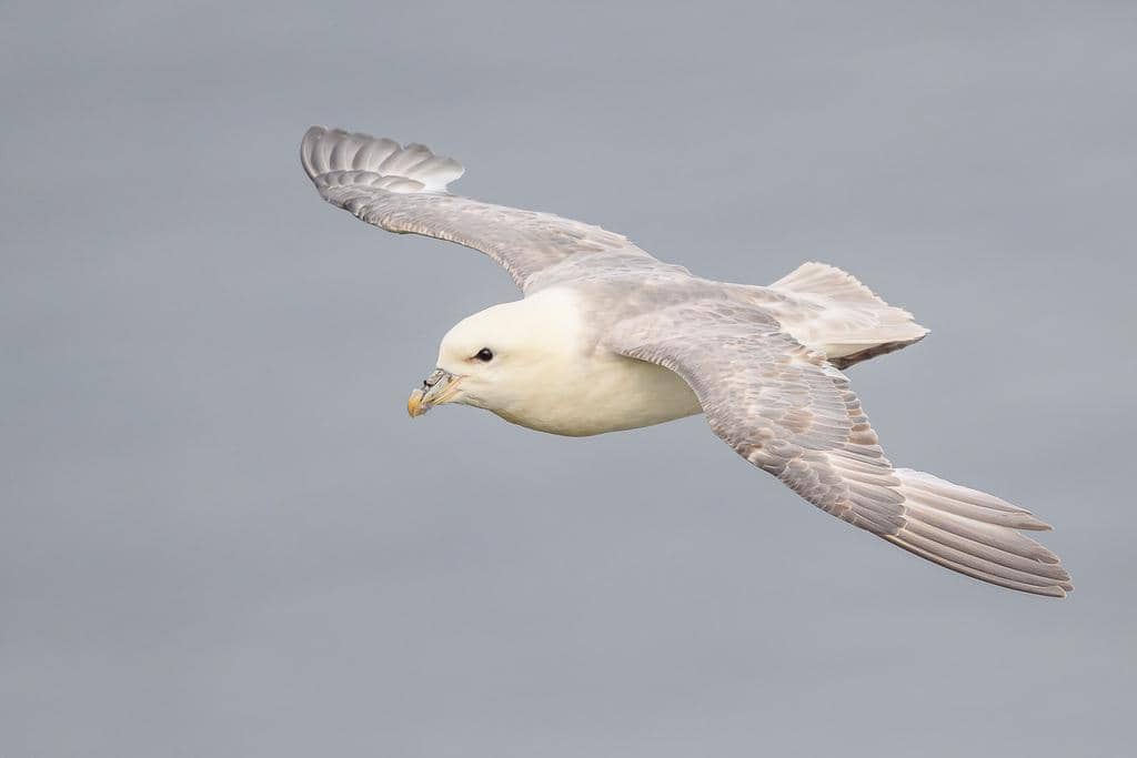 Burung Fulmarus glacialis