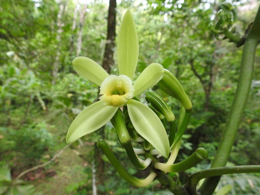 Anggrek Vanilla planifolia