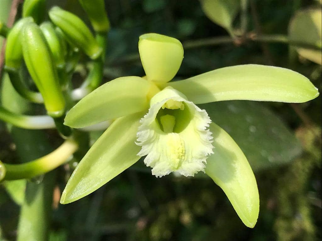 Anggrek Vanilla planifolia