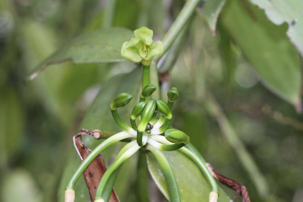 Anggrek Vanilla planifolia