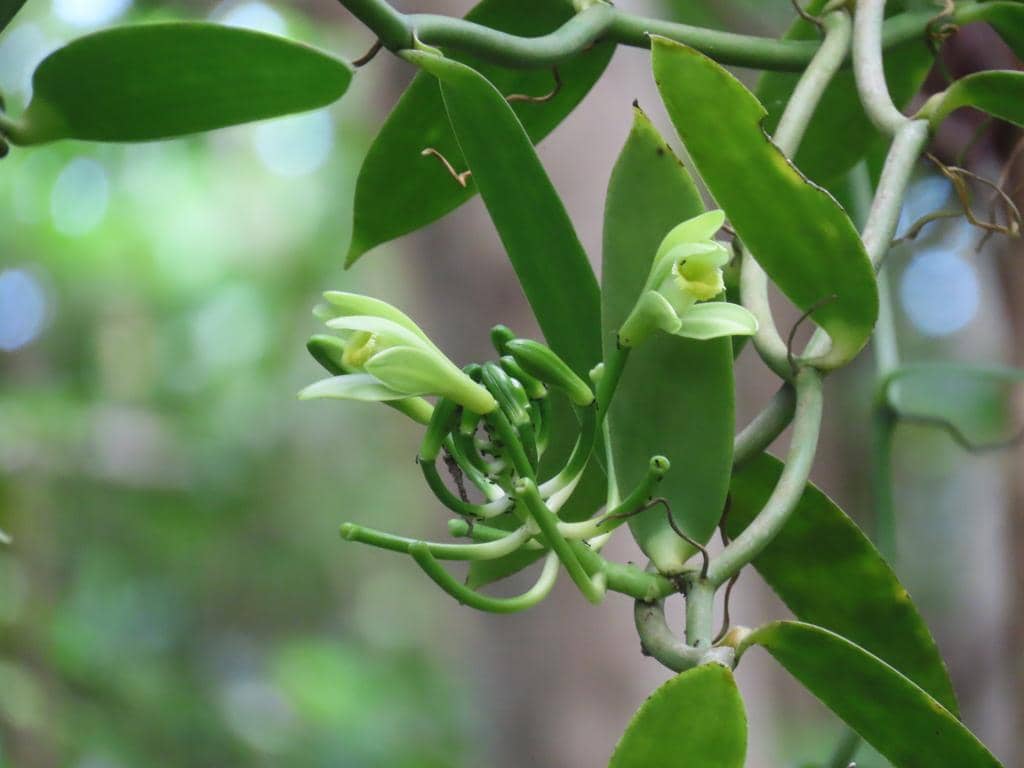 Anggrek Vanilla planifolia