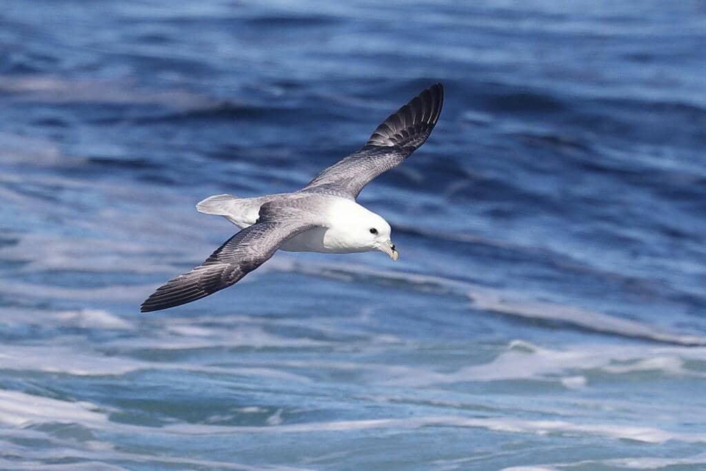 Burung Fulmarus glacialis