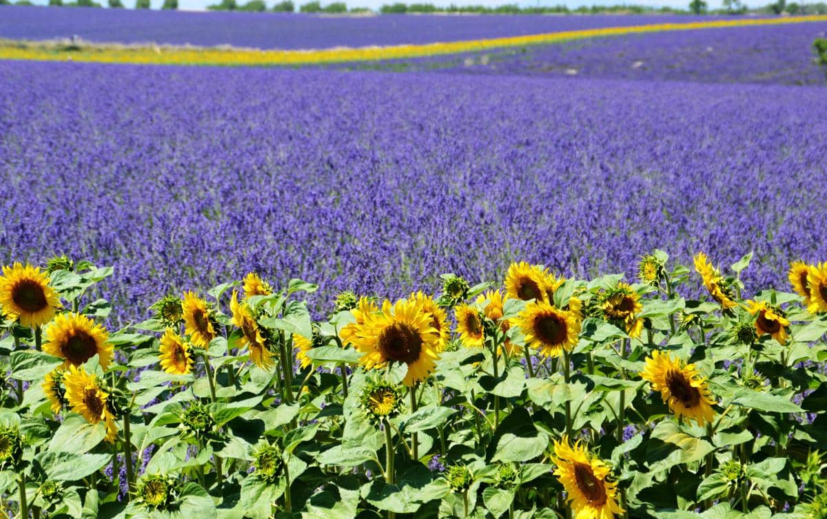 ladang bunga matahari dan lavender di Valensole