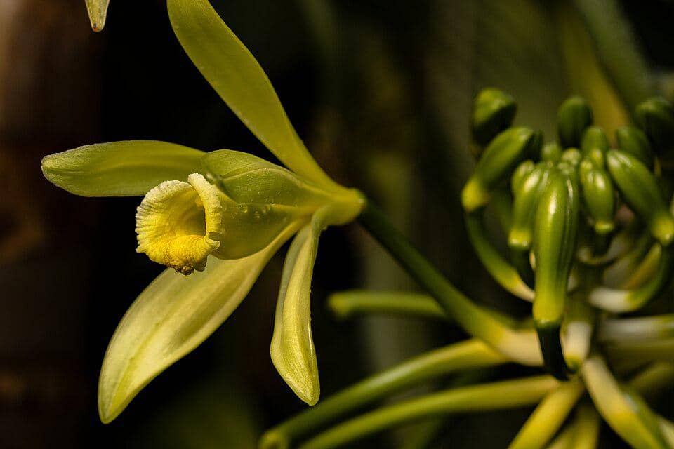 5 Fakta Flat Leaved Vanilla, Anggrek Tropis Penghasil Vanila
