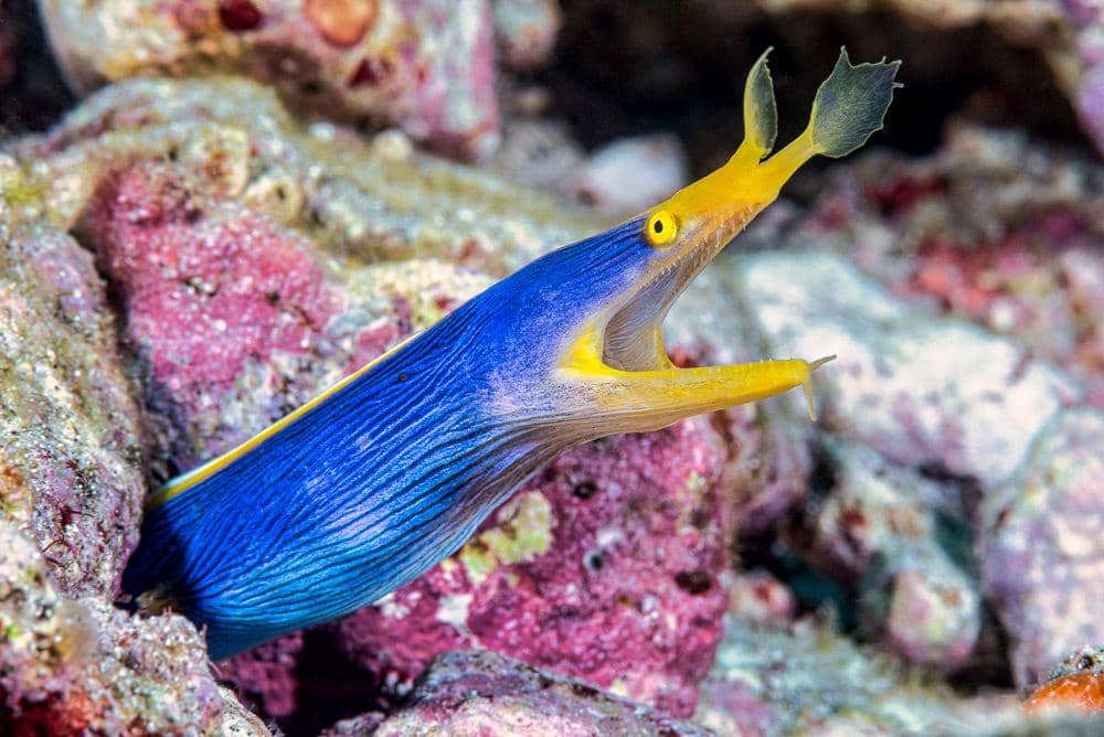 5 Fakta Ribbon Eel, Biota Laut Eksotis Penghuni Perairan Tropis
