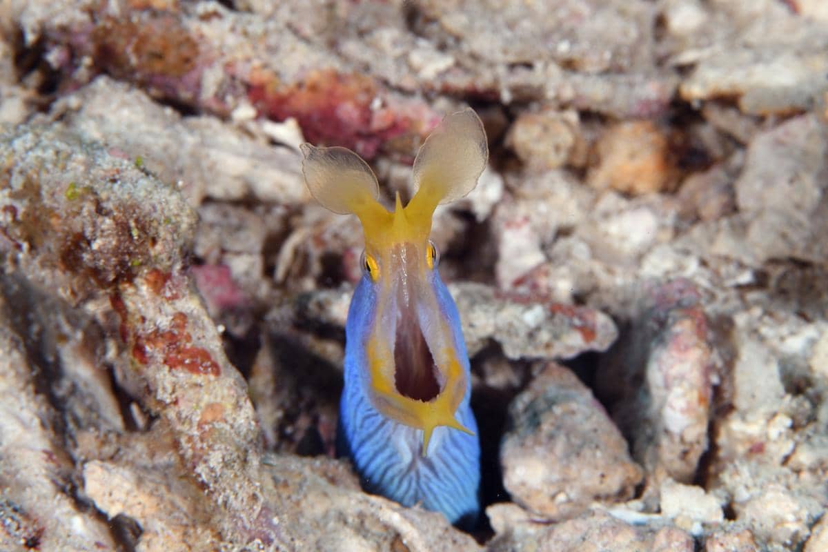 ribbon eel