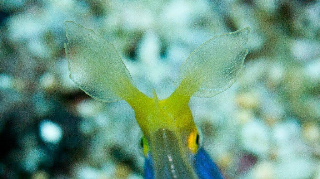 struktur hidung ribbon eel