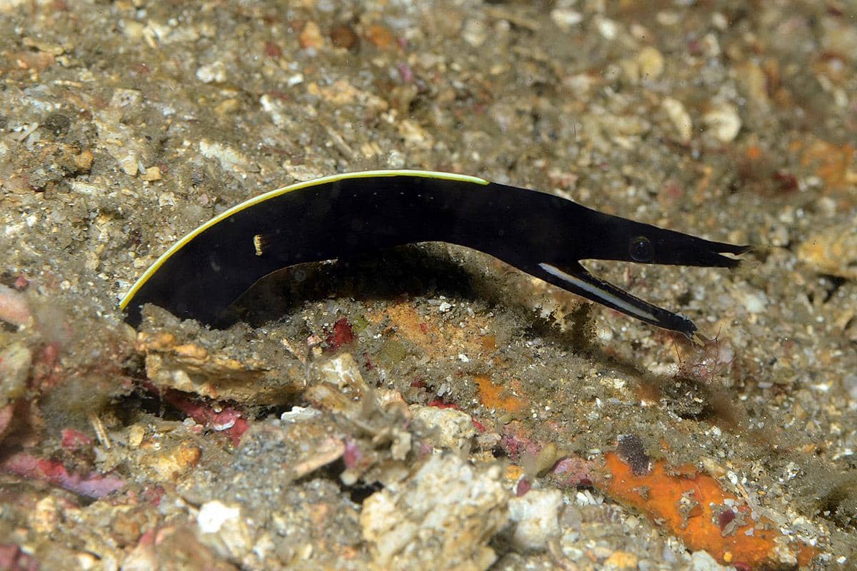 ribbon eel
