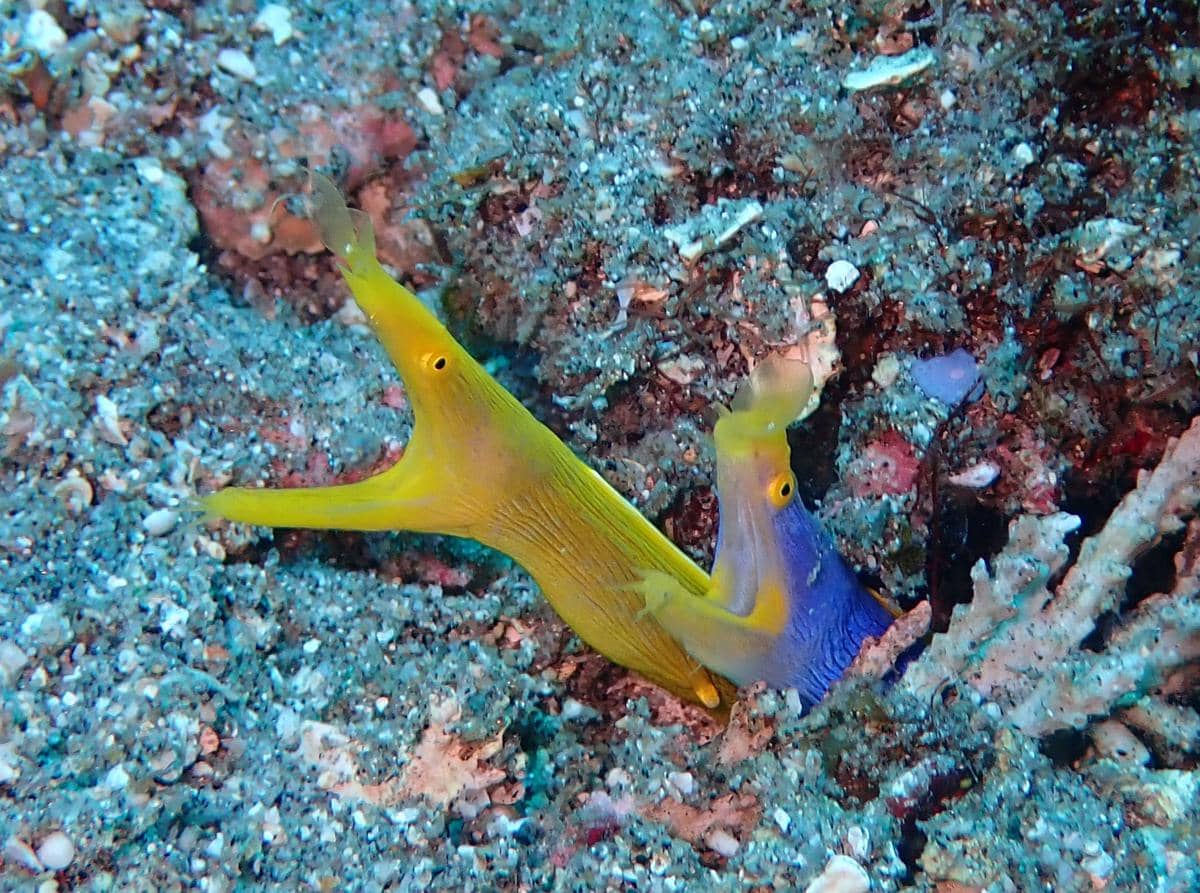 ribbon eel