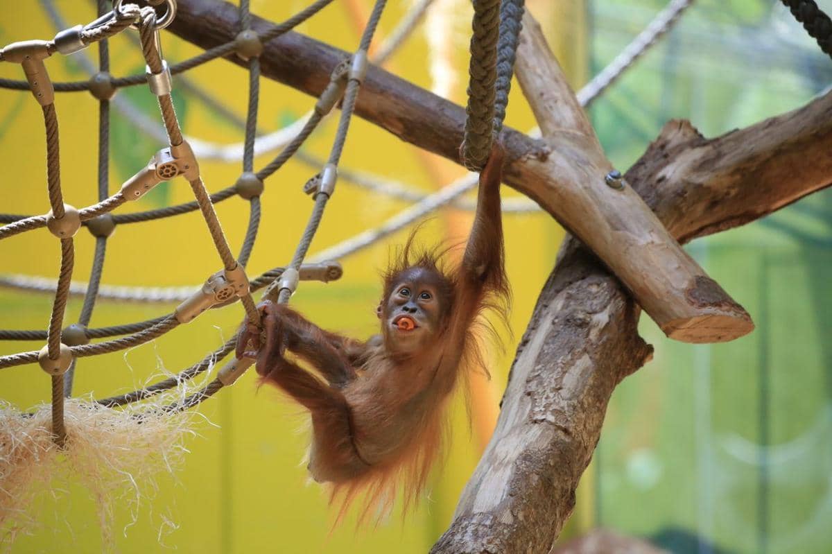 ilustrasi anak orangutan 