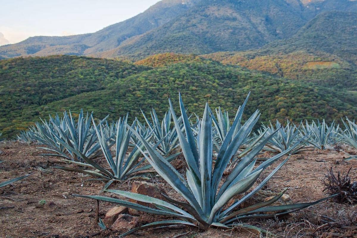ilustrasi tanaman agave