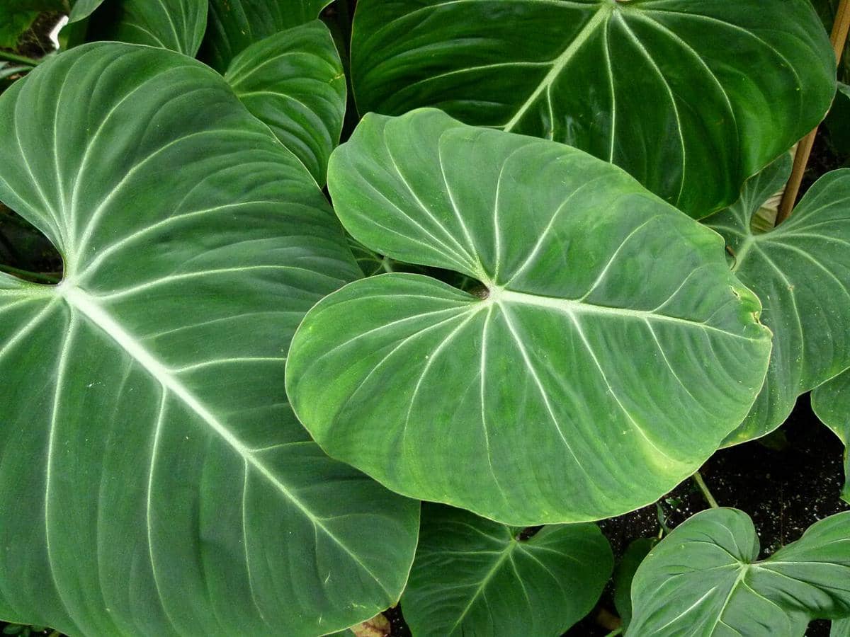 ilustrasi philodendron gloriosum