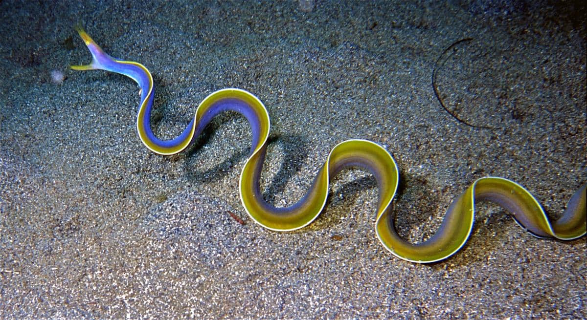 ribbon eel