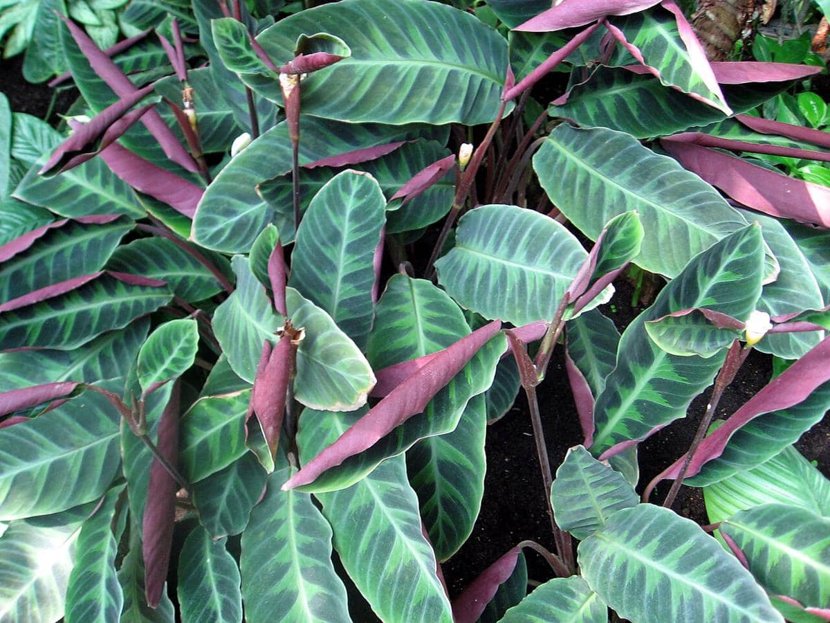 5 Tanaman Hias dengan Permukaan Daun Beludru, Terlihat Halus dan Mewah