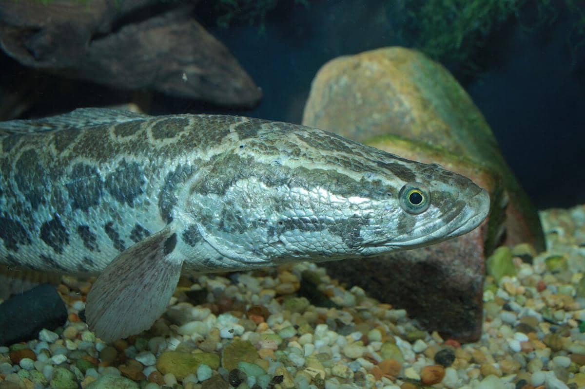 Northern snakehead