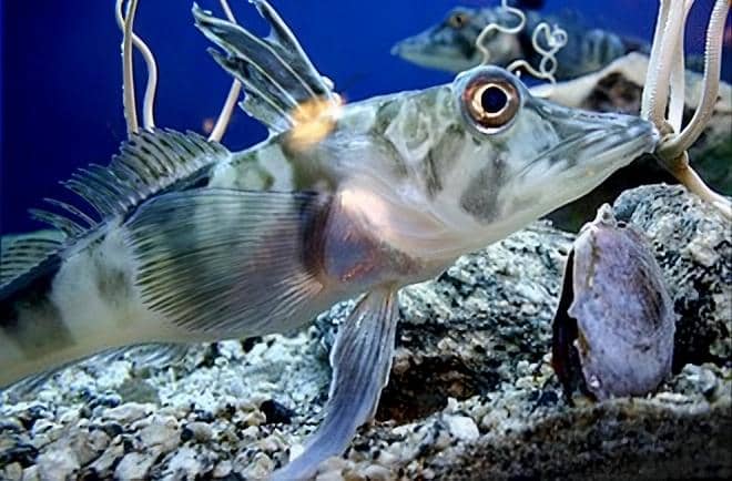 Antarctic icefish