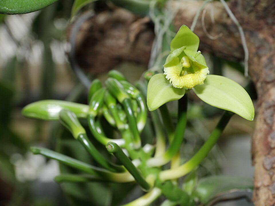 Anggrek Vanilla planifolia
