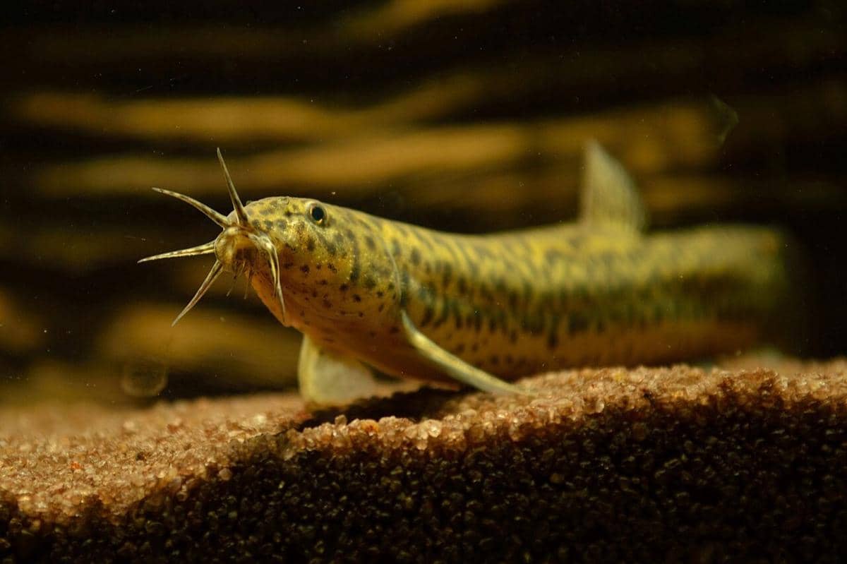 5 Ikan yang Mampu Hidup di Lingkungan Air dengan Kondisi Ekstrem