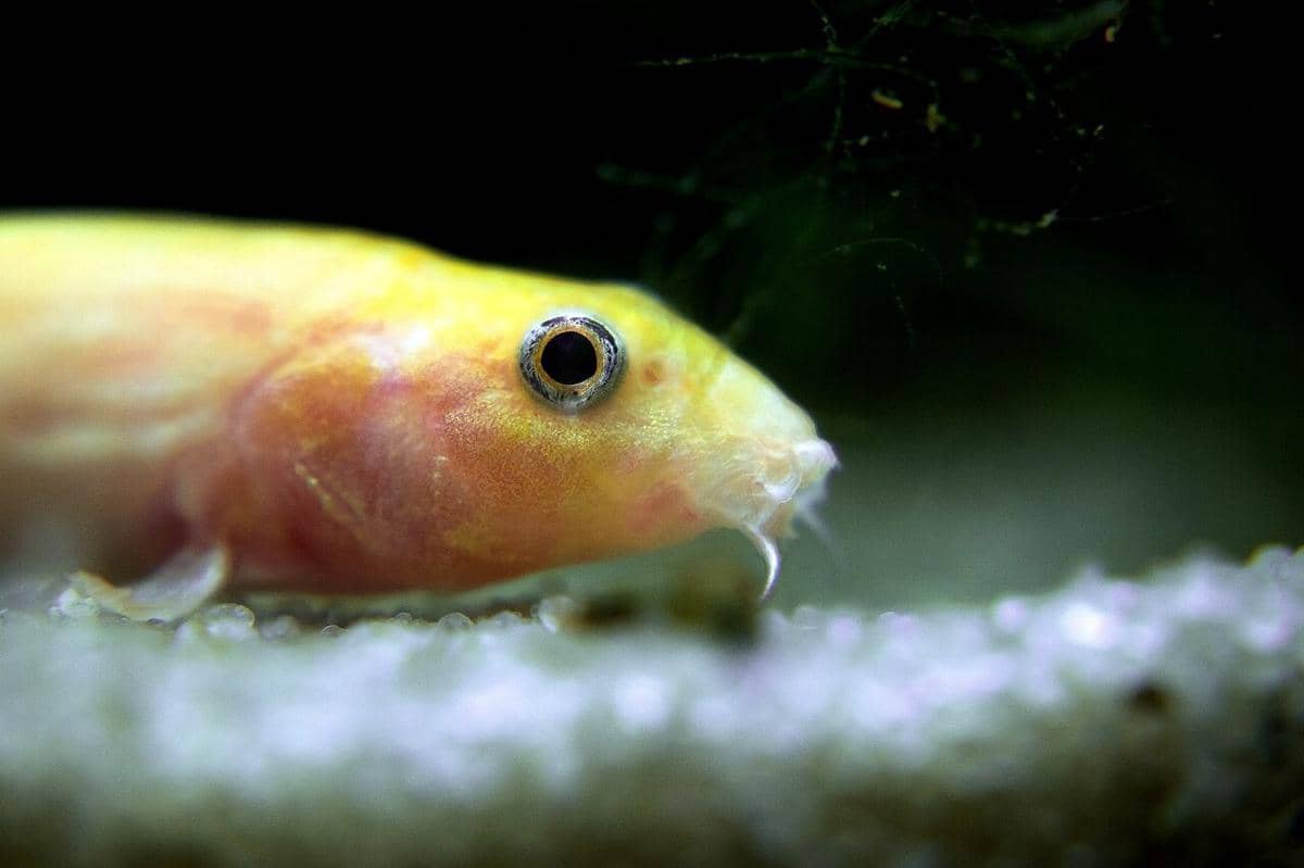 Pond loach