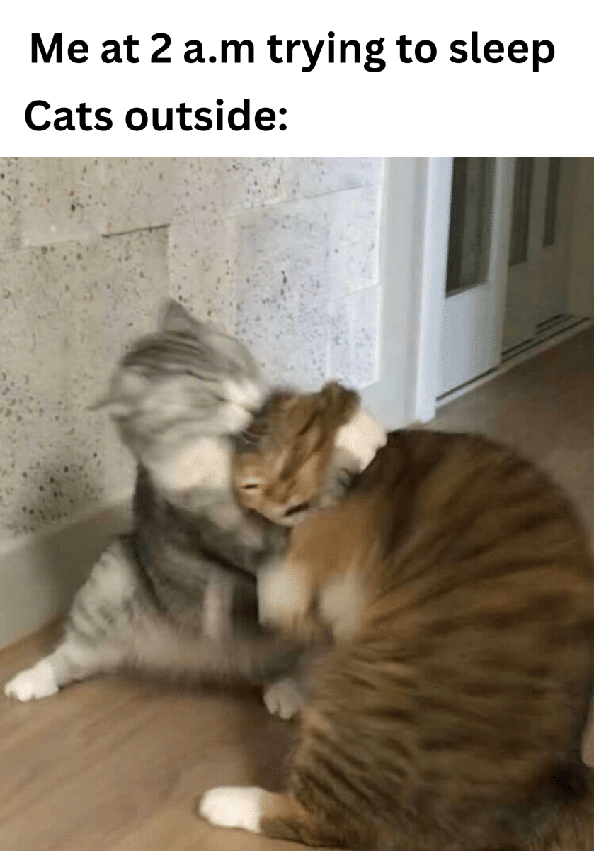 meme kucing tentang mencoba untuk tidur