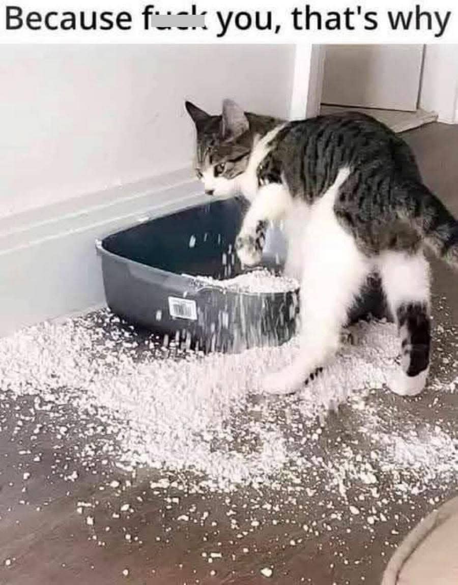 meme kucing abu-abu