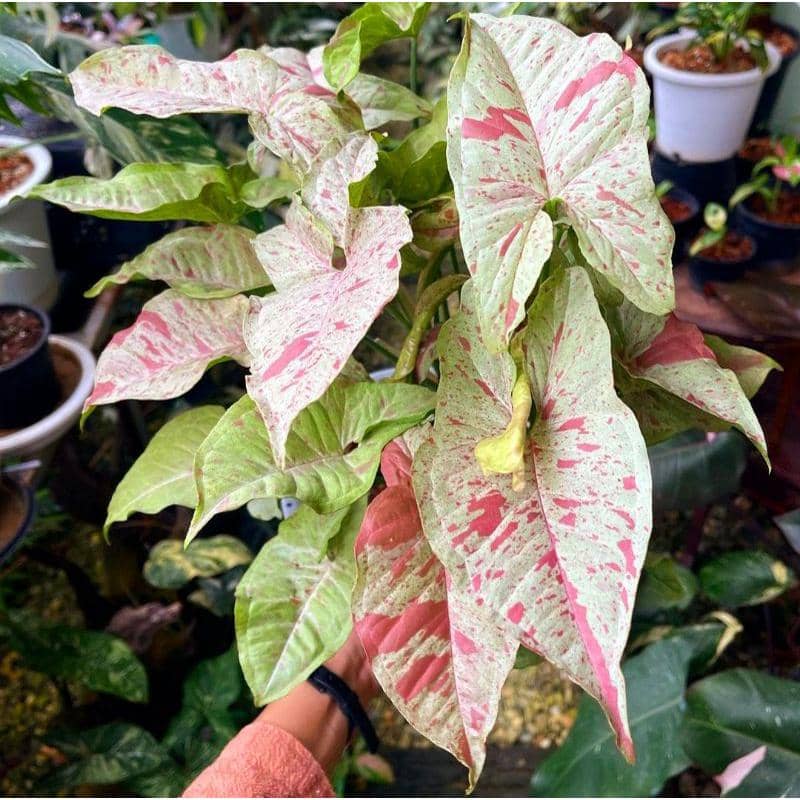 ilustrasi Syngonium Milk Confetti
