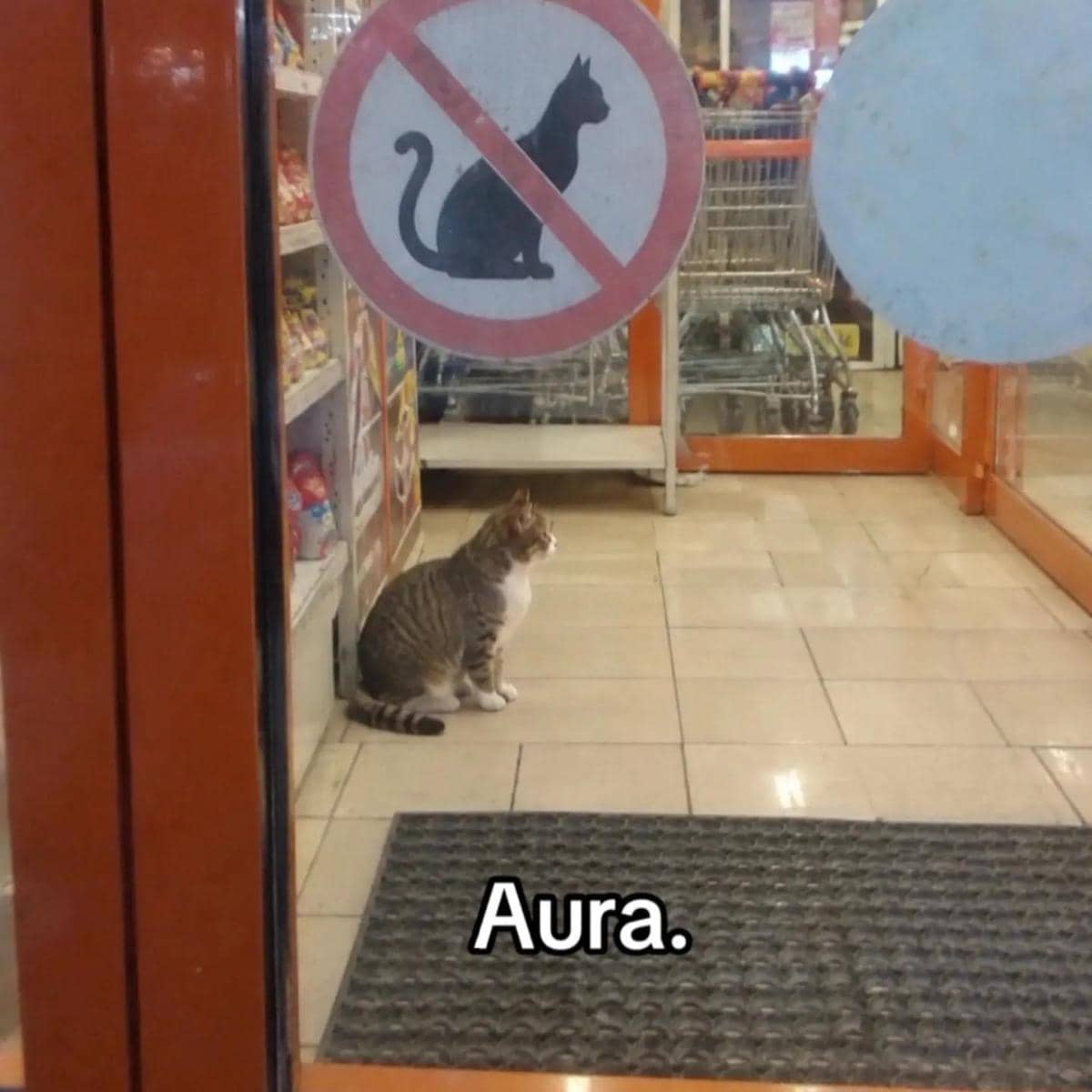 meme kucing abu-abu