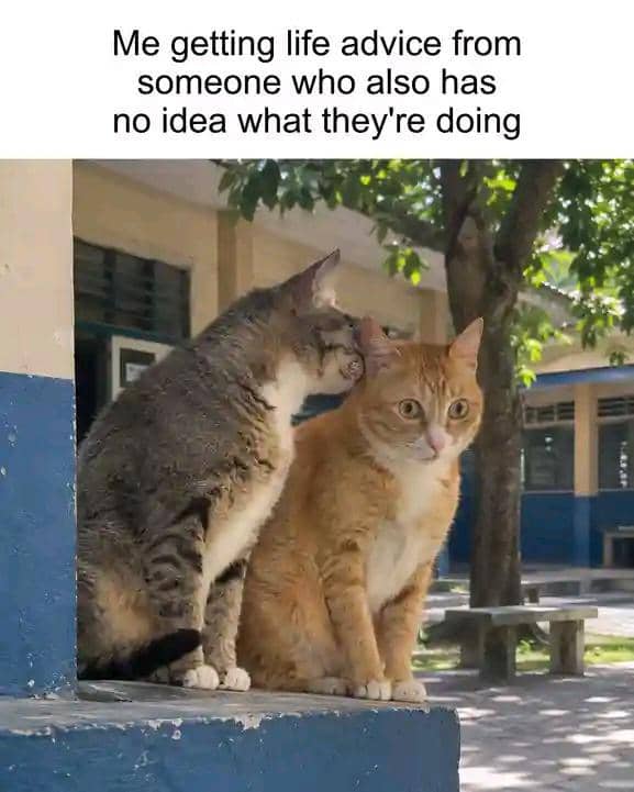 meme kucing abu-abu